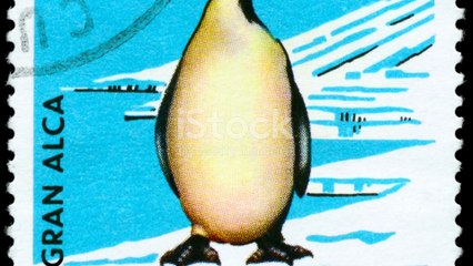 The Bird We Lost Forever_ The Great Auk’ 2025-07-28