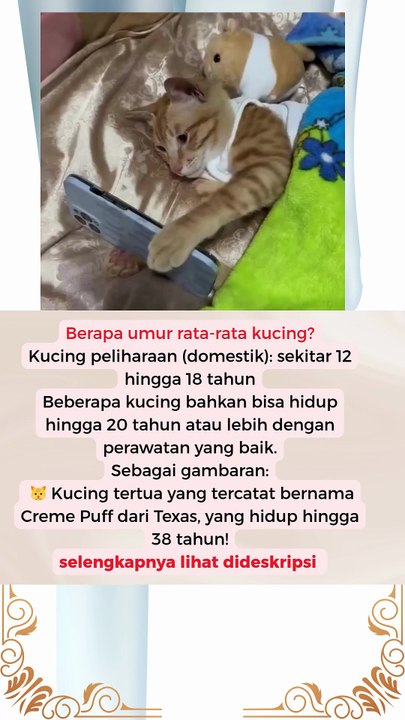 Berapa umur rata-rata kucing - Video Dailymotion