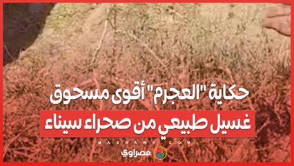صابون العرب.. حكاية "العجرم" أقوى مسحوق غسيل طبيعي من صحراء سيناء