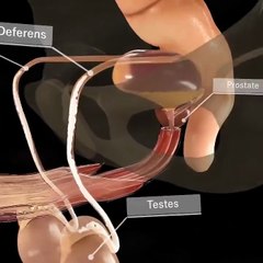 From fertilization to childbirth a 3D medical animation