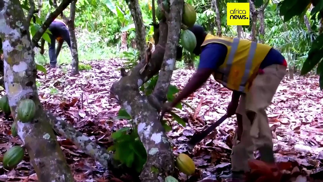Côte d’Ivoire : le changement climatique inquiète les producteurs de cacao