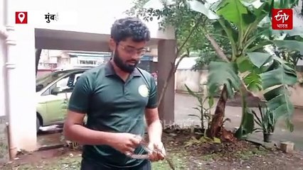 मुंबईत दिवसेंदिवस कमी होतेय काही प्रजातीच्या सापांची संख्या, सर्पमित्रांचं निरीक्षण