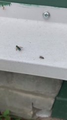 Así caza una araña a una mosca en un abrir y cerrar de ojos