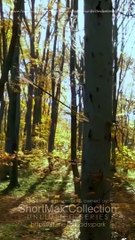 Chasing My Unwanted Mate – FULL MOVIE [Eng Sub]