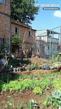 Quadra abandonada vira horta comunitária no Bairro Luxemburgo