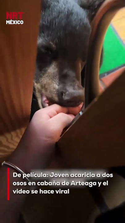 El encuentro entre una joven y dos osos en Arteaga, Coahuila, se hizo viral luego de que la mujer los acariciara. Especialistas recomiendan no acercarse a animales salvajes por riesgo de ataques.