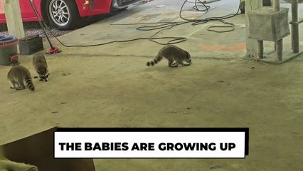 Watch These Raccoon Babies Grow Up Before Your Eyes 🦝