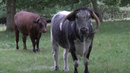 Scotney Castle is connecting the past to the present, by introducing Sussex cattle.