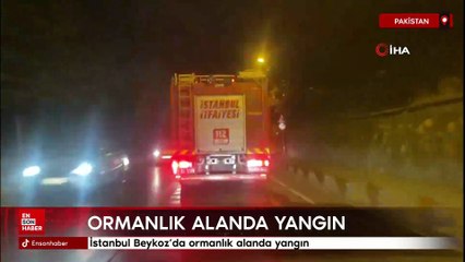 İstanbul Beykoz'da ormanlık alanda yangın