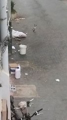 This cat is looking at me strangely.