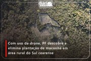 Com uso de drone, PF descobre e elimina plantação de maconha em área rural do Sul cearense