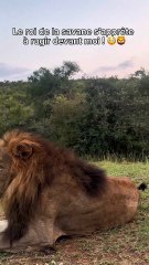 Ce lion rugit à quelques pas de moi !