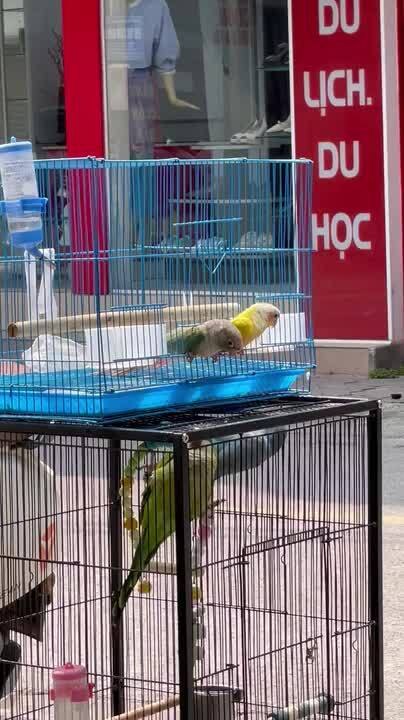Two Birds Open Cage Door and Step Out