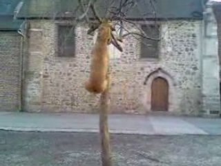 Amstaff qui mange un arbre