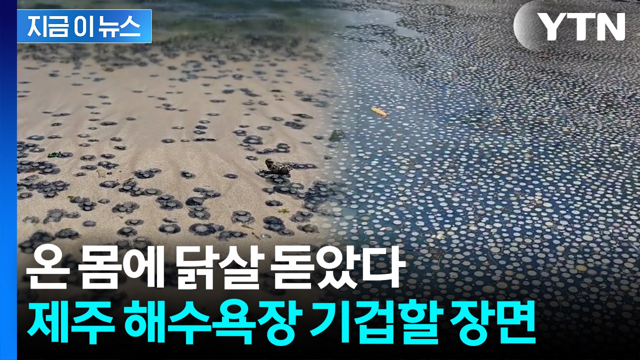 동전 크기가 '한가득'...제주 바다 뒤덮은 정체에 '소름' [지금이뉴스]  / YTN