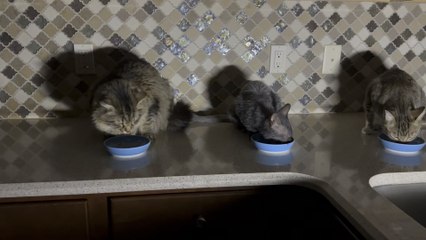 The Cotter Cats enjoying breakfast