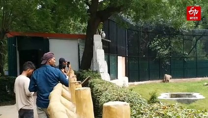 Delhi ZOO के बाघों की देश-विदेश तक दहाड़! 13 बाघ बढ़ा रहे कुनबा, पढ़िए रोचक इतिहास