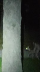 Mama Deer Nursing Four Fawns