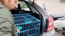 Awesome video So great work For rescue of Monkey Treatment She did Unforgettable job ❤🌹🙏🤲🙏🤲😳❤️‍❤