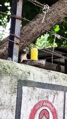 cute squirrel  shot by samsung galaxy s24 FE camera testing