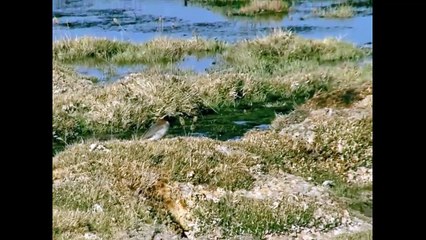 Discover the Unique Diademed Sandpiper-Plover 🐦: Nature’s Rare Gem