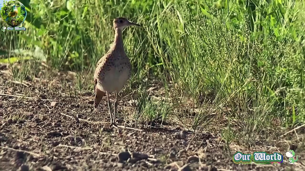 Upland Sandpiper - Bartramia longicauda