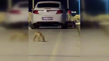 İstanbul'da tilki sürüsü şehre indi, görenler gözlerine inanamadı!