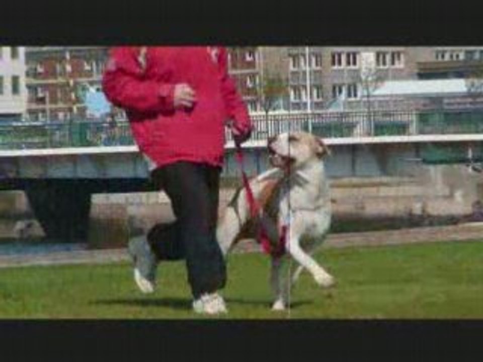 Vie de chien