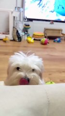 What's it like to have a puppy who understands you?