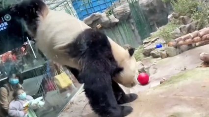 Animals Being Derps #3