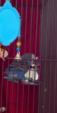 Bird Adorably Shows off Dance Moves in Front of Mirror