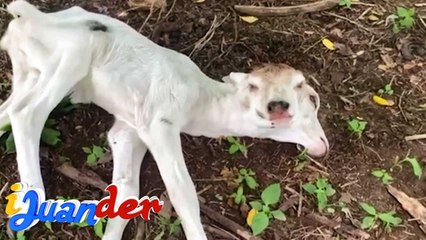 Baka na dalawa ang ulo?! At kambal na baka, may hatid na swerte?! | I Juander