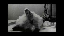 The Soviet Experiment That Kept a Dog’s Head Alive – The Shocking Truth