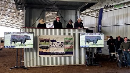 Gates Angus Sale Tops $24,000 with Lot 28 Purchase 🐂