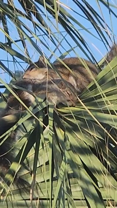 Two Squirrels Share Heartwarming Moment as They Cuddle While Sleeping
