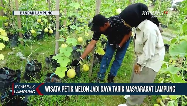Wisata Petik Melon Jadi Daya Tarik Masyarakat Lampung