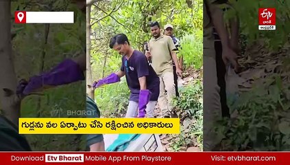 మనుషులకు మేలు చేసే గిరినాగు - ప్రాణం పోసిన అటవీ అధికారులు