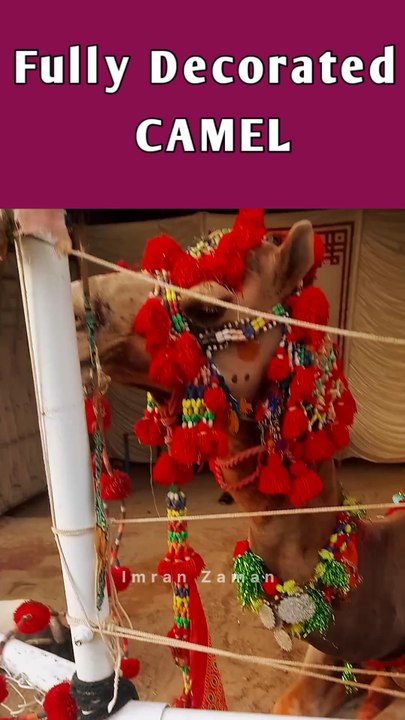 Fully Decorated CAMEL🐪
