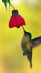 Dalimosan Fields & Rural Views