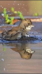 Dalimosan Waterfalls & Greenery