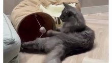 Cutest Cats Compilation - They Know How To Have Fun 😹  #cats #funny #funnyshorts