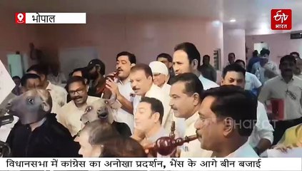 विधानसभा में कांग्रेस के दो विधायकों ने धरा भैंस का रूप, साथियों ने बजाई बीन