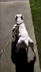 Ce chien est gonflé à la protéine...