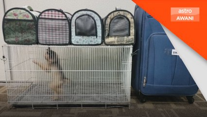 Wanita ditahan di KLIA cuba seludup haiwan eksotik