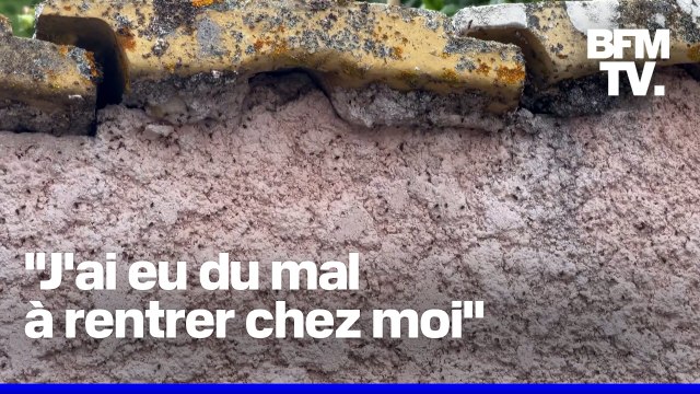 À Saint-Priest, des jardins et maisons sont envahis par les punaises des champs