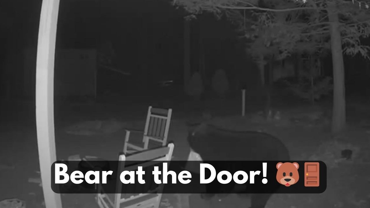 'This Was Unexpected!' - Ring camera records big black bear waiting at front door during surprise visit
