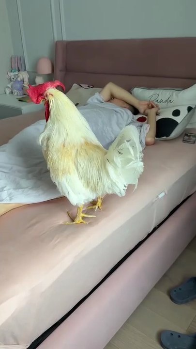 morning alarm