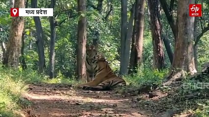 सतपुड़ा रिजर्व के बाघों का होगा DNA टेस्ट, इस कारनामे के बाद सैंपल भेजा गया जबलपुर