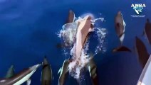 Avvistati 70 delfini con cuccioli nel Golfo dell'Asinara