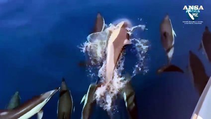 Avvistati 70 delfini con cuccioli nel Golfo dell'Asinara